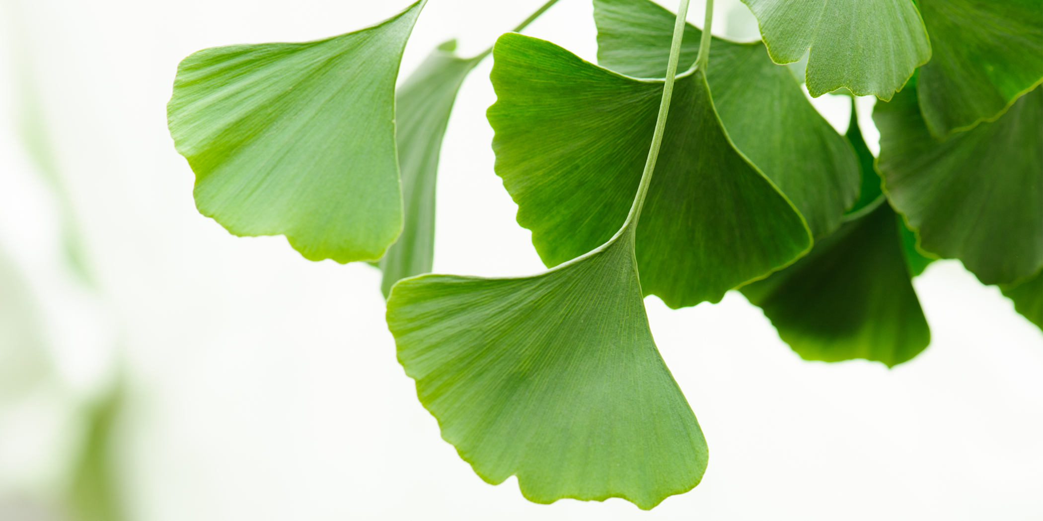 What's the Big Deal About Ginkgo Biloba?