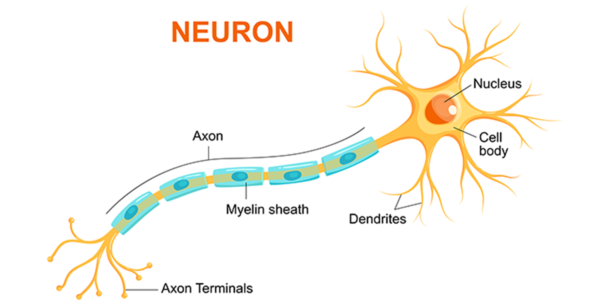 What Is Nerve Growth Factor?